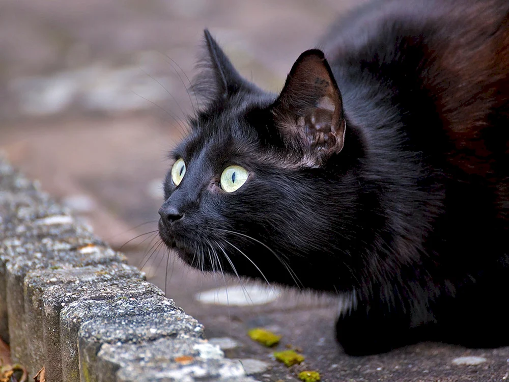 Bombay Katze flauschig