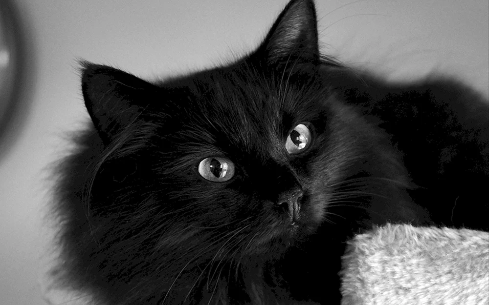 Bombay Katze