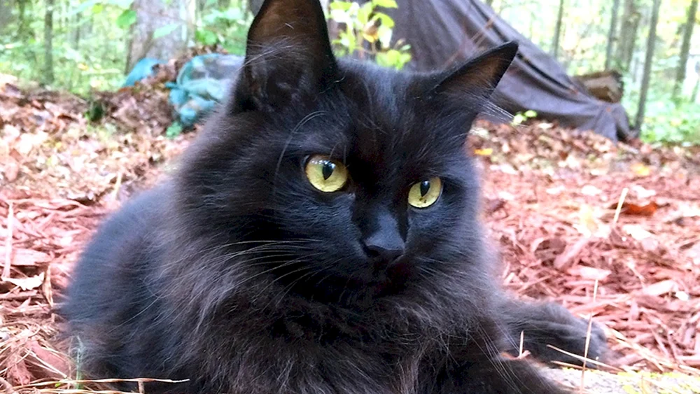 Bombay-Katze