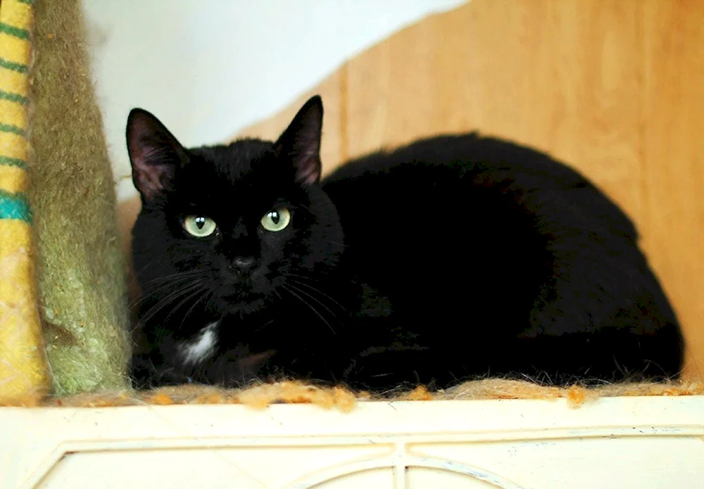 Schwarze Katze mit weißer Brust