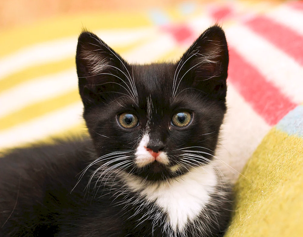 Schwarz-weiße Katze