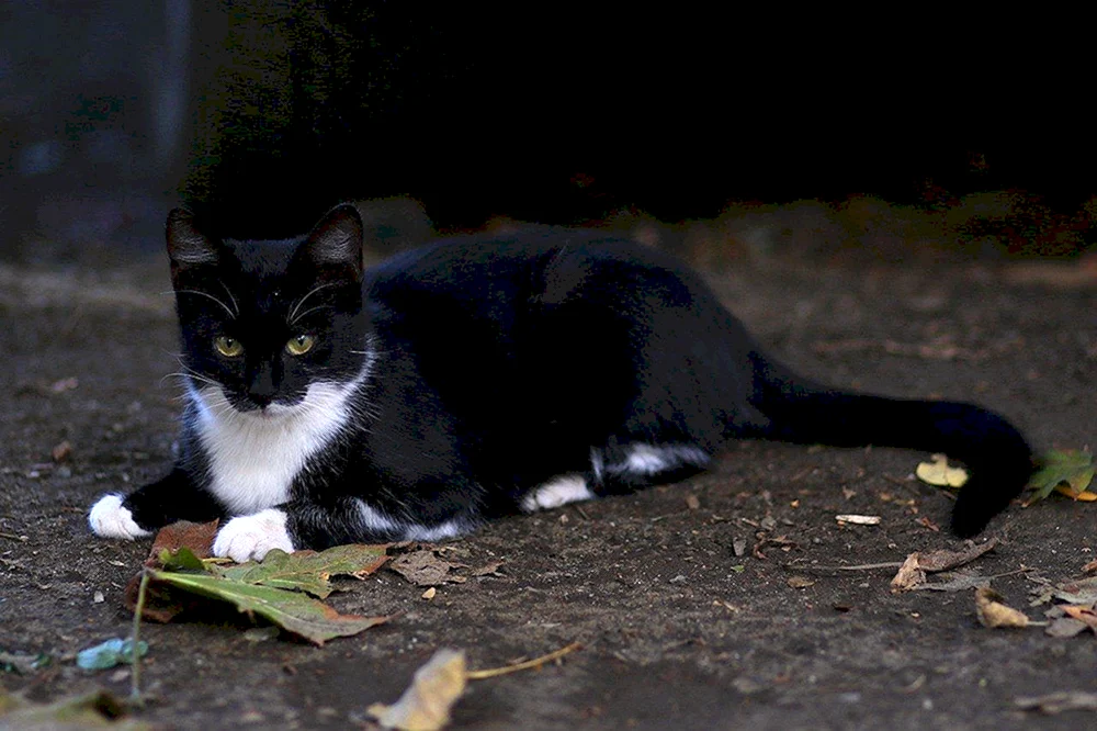 Bombay Katze mit weißer Brust