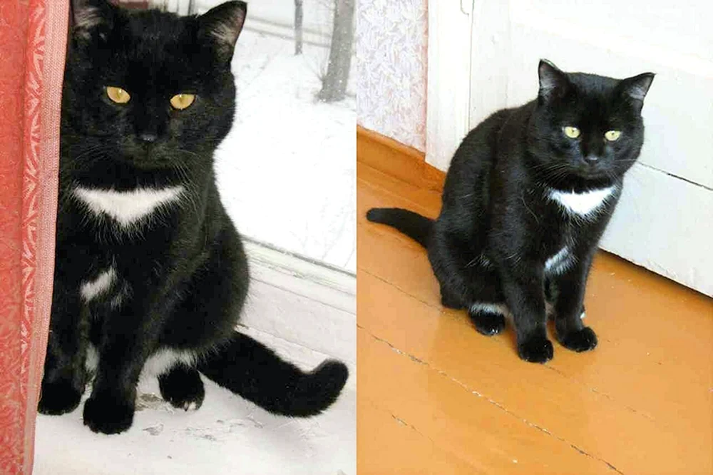 Schwarze Katze mit weißer BrustMunchkin
