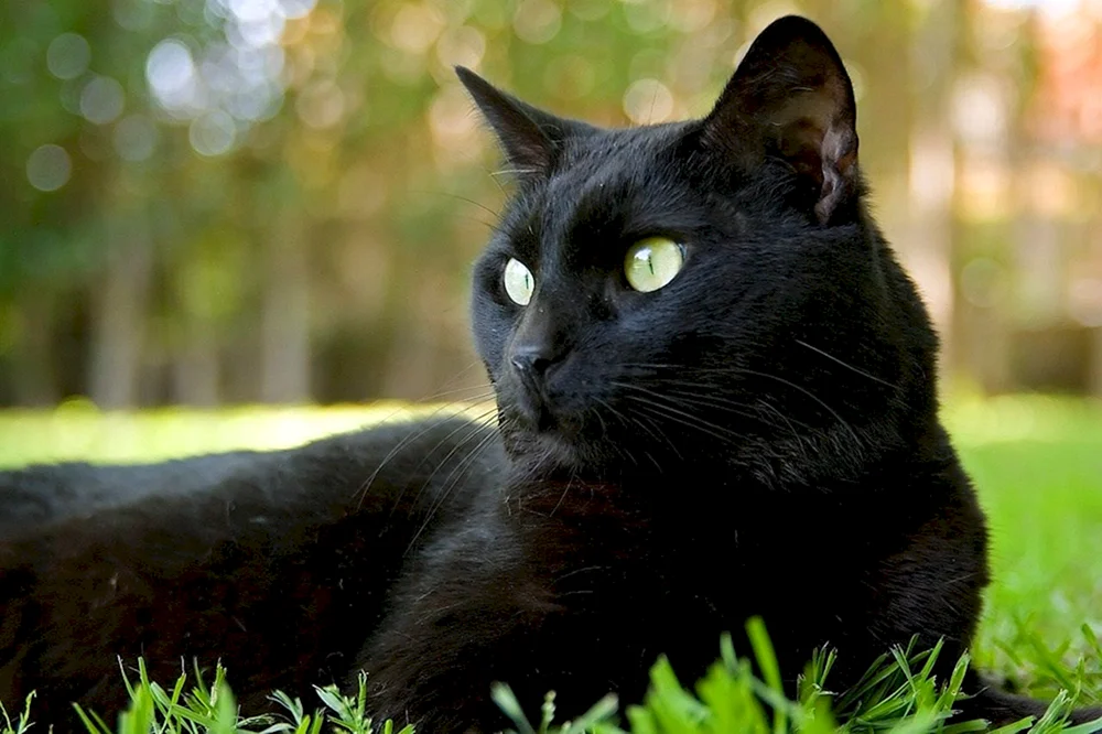Bombay Katze flauschig