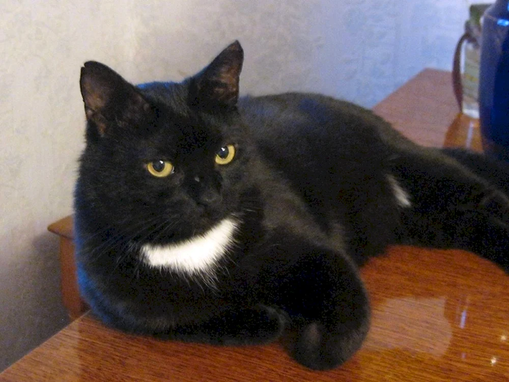 Bombay-Katze Schopfkatze