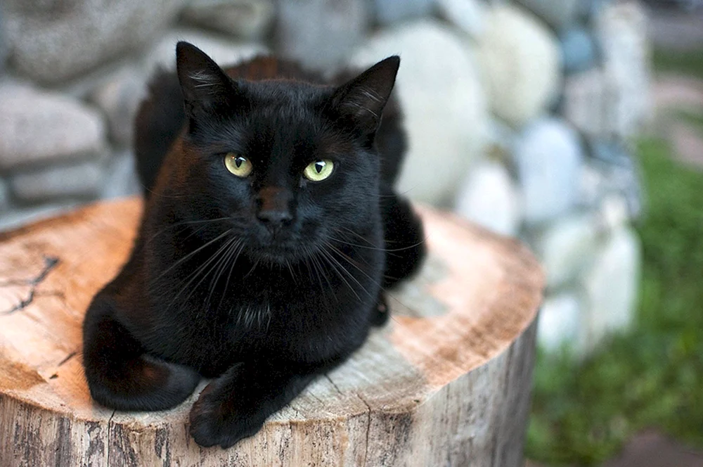 Bombay Katzenrasse