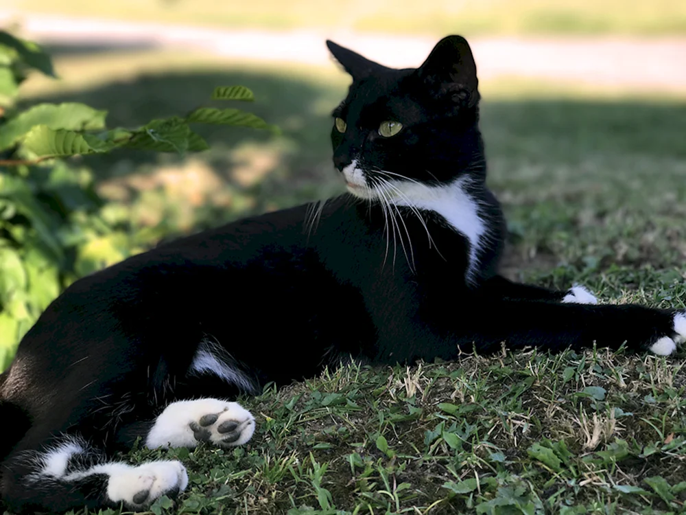 Schwarz-weiße Katze