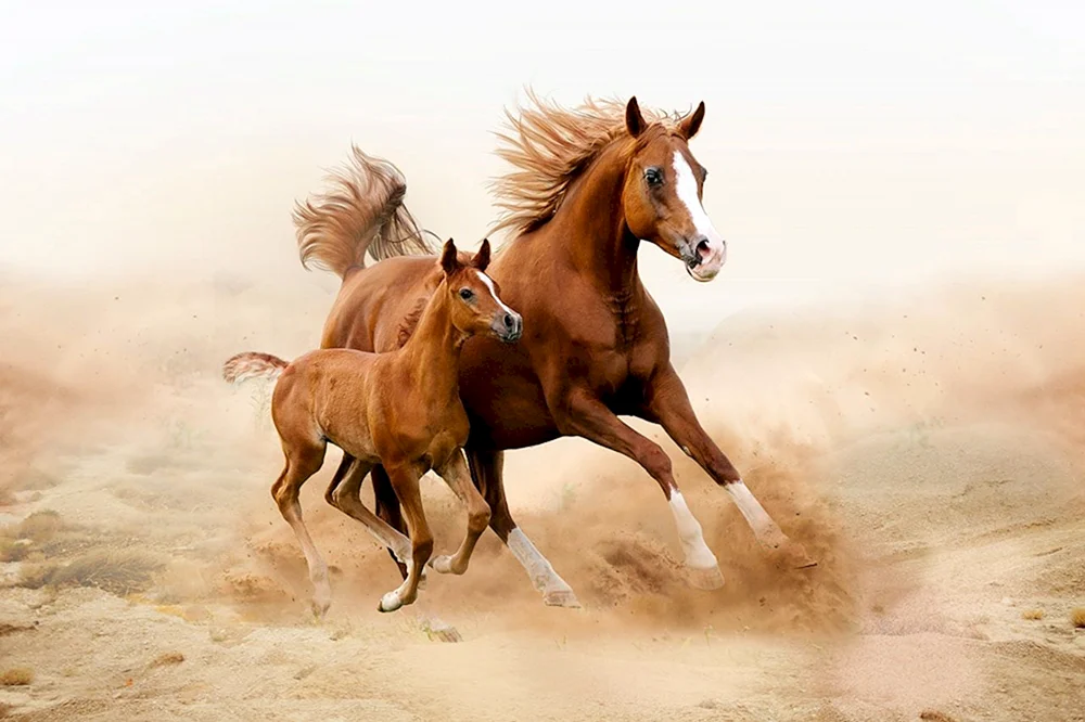 Peguy Mustang Pferd