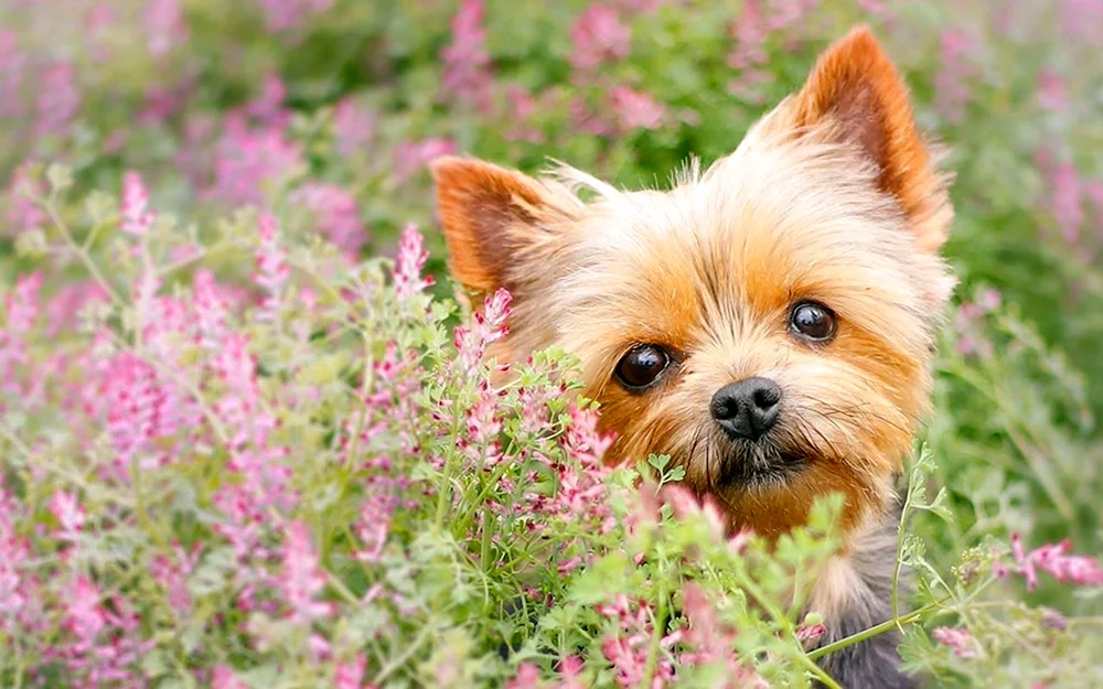 Yorkshire Terrier