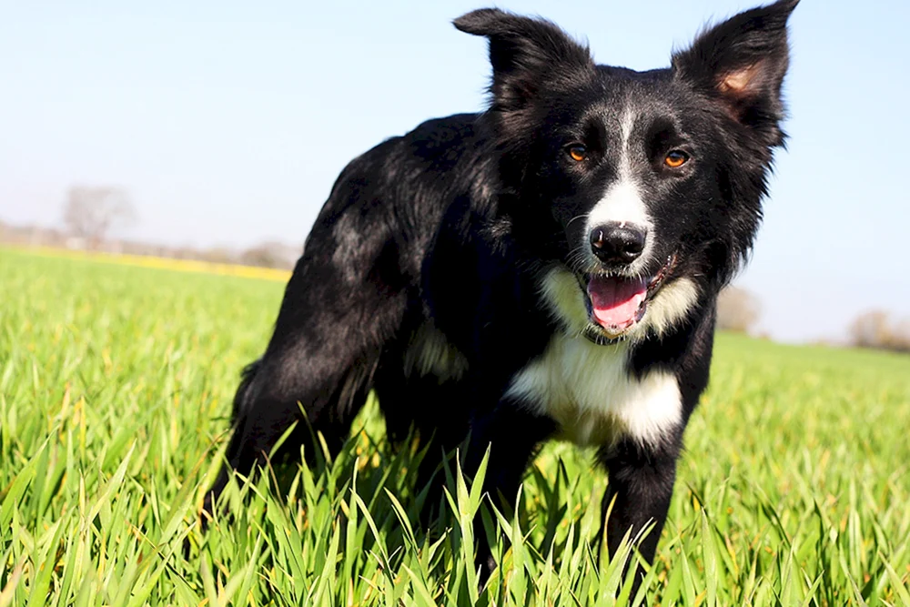 Border Collie schwarz
