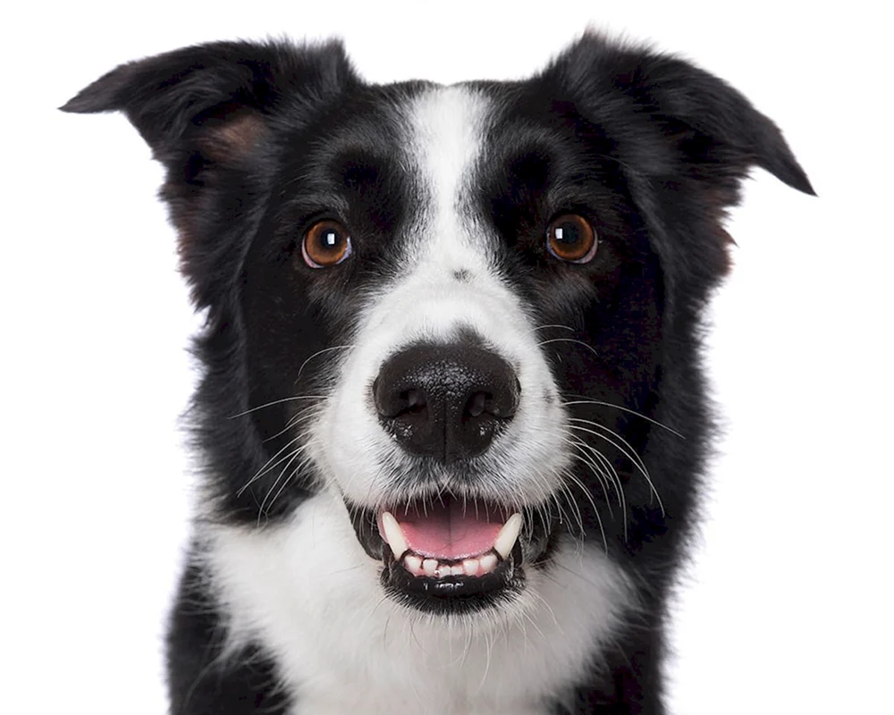 Border Collie glatthaarig