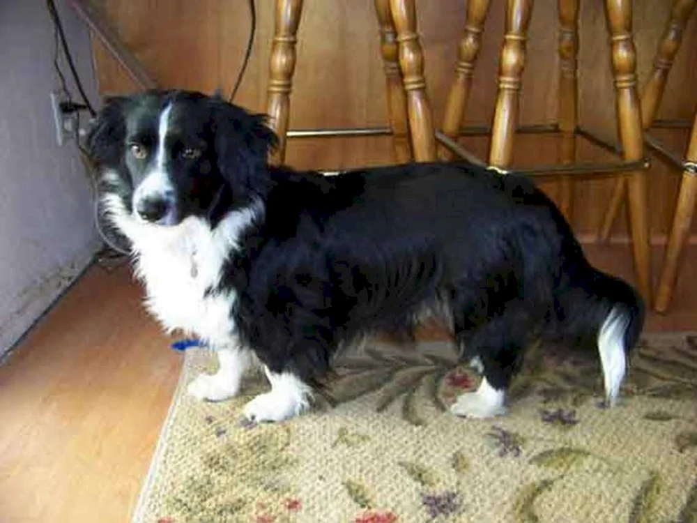 Border Collie und Corgi