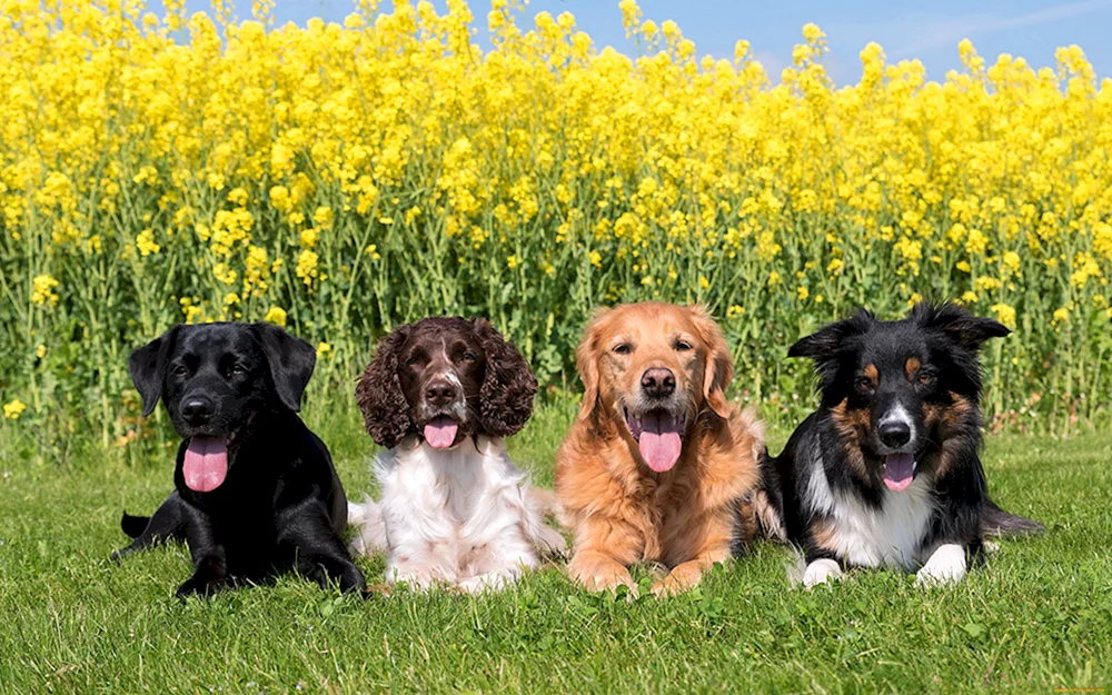 Border Collie und Chihuahua