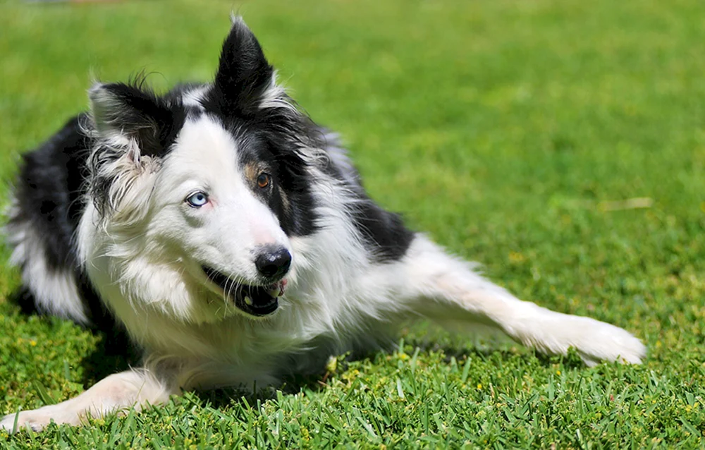Border Collie und Husky Mix