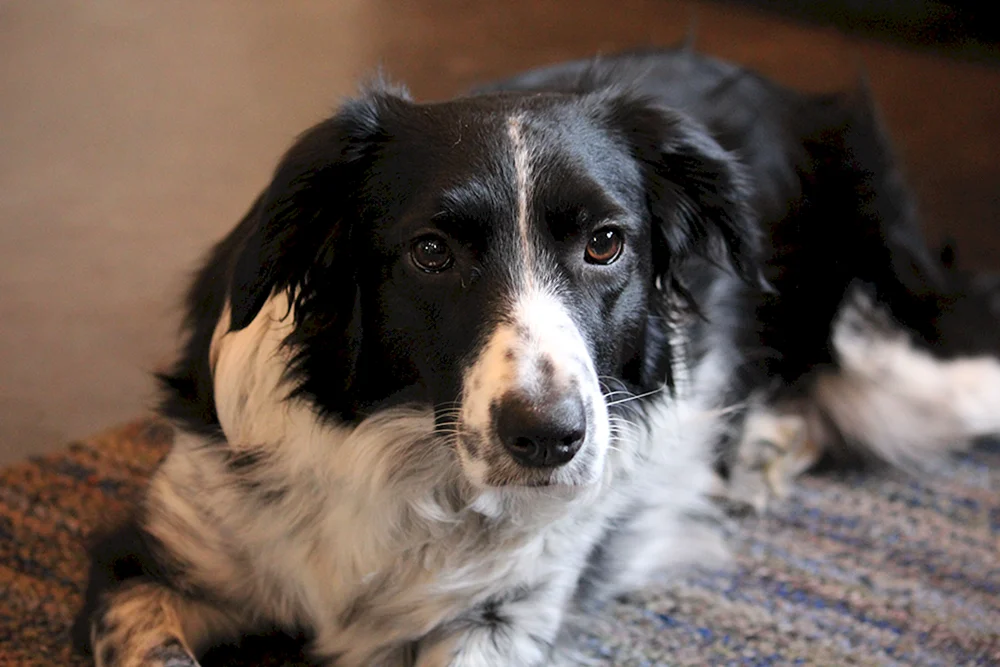 Border Collie und Spaniel