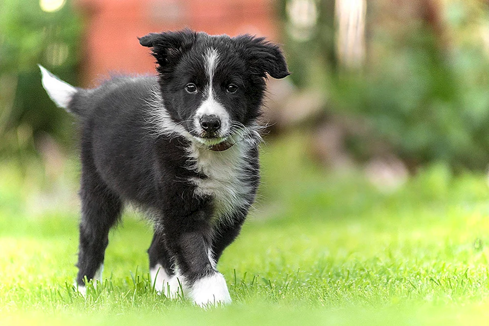 Border Collie Kurzhaar