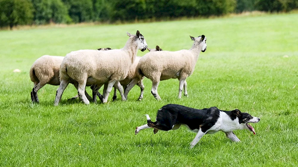 Kaukasischer Schäferhund