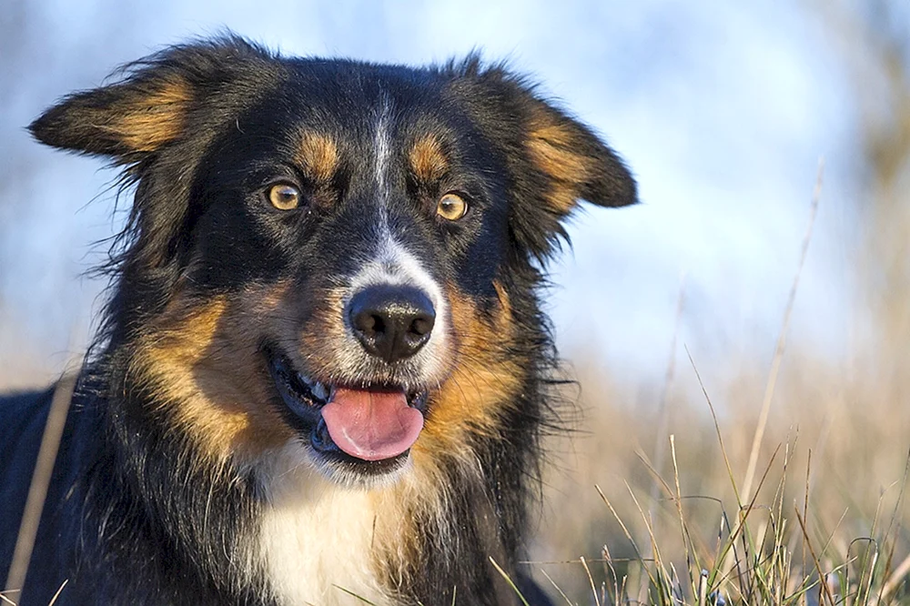 Border Collie Schäferhund