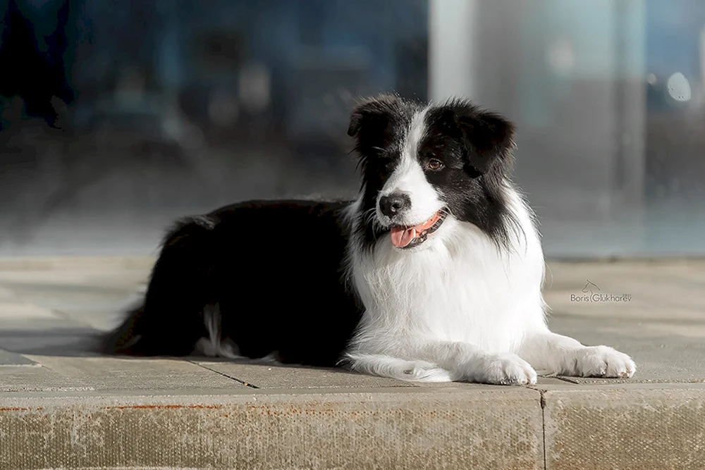 Border Collie Zwinger
