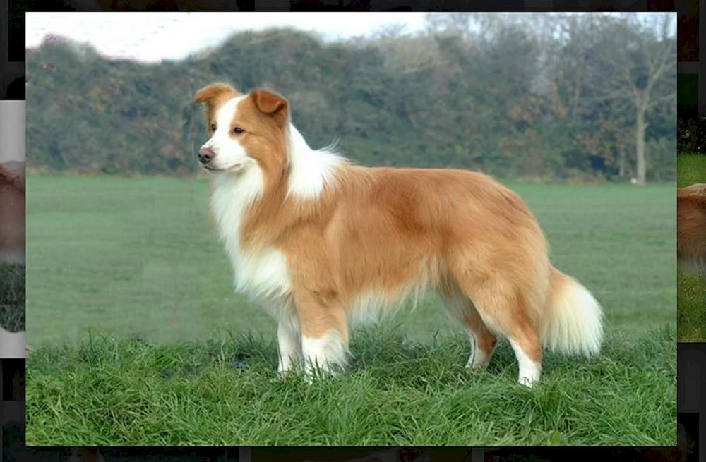 Border Collie rot