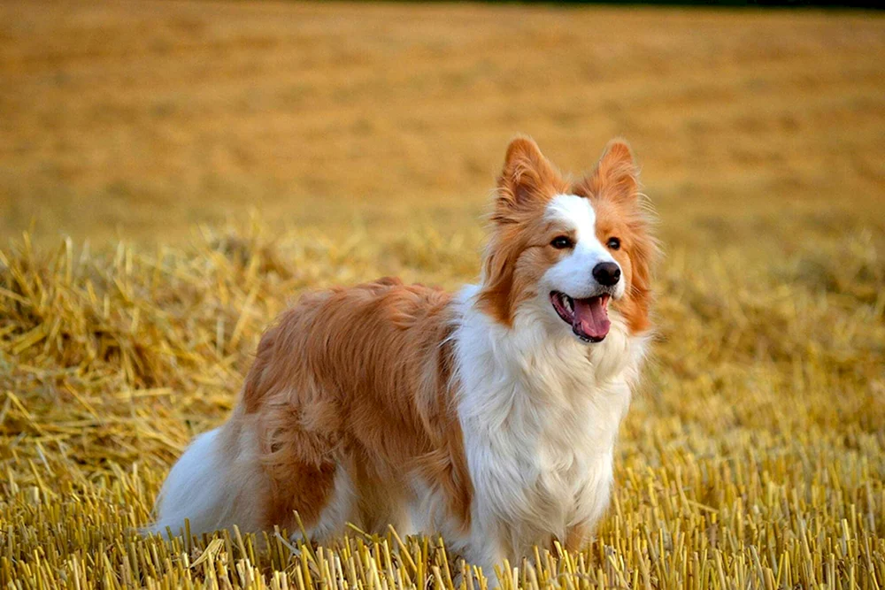 Border Collie rot