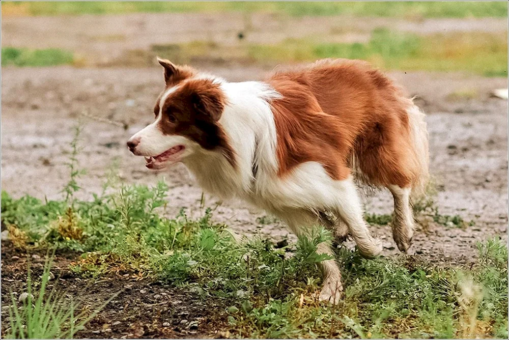 Corgi-Mischling