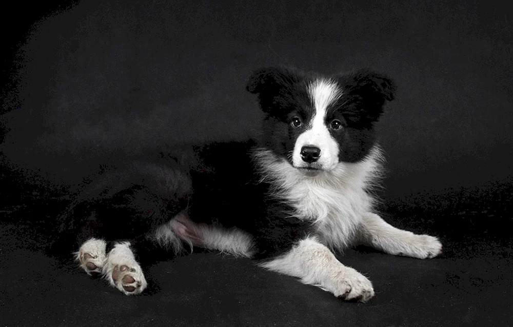 Border Collie Welpen