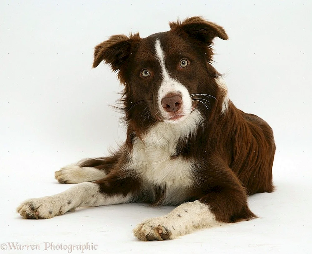 Border Collie schokoladenfarbig