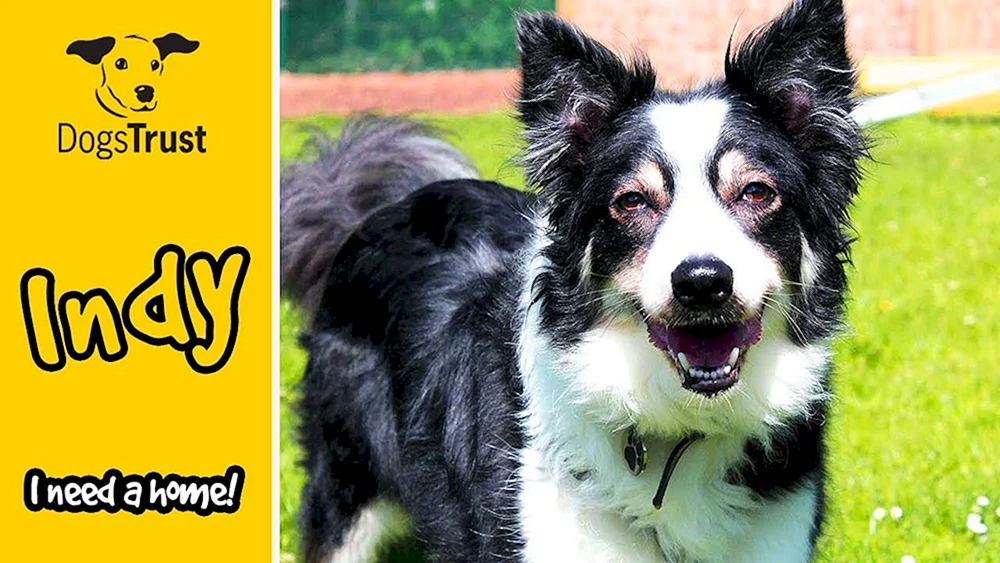 Border Collie tri-colour