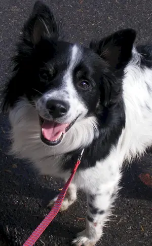Border Papillon