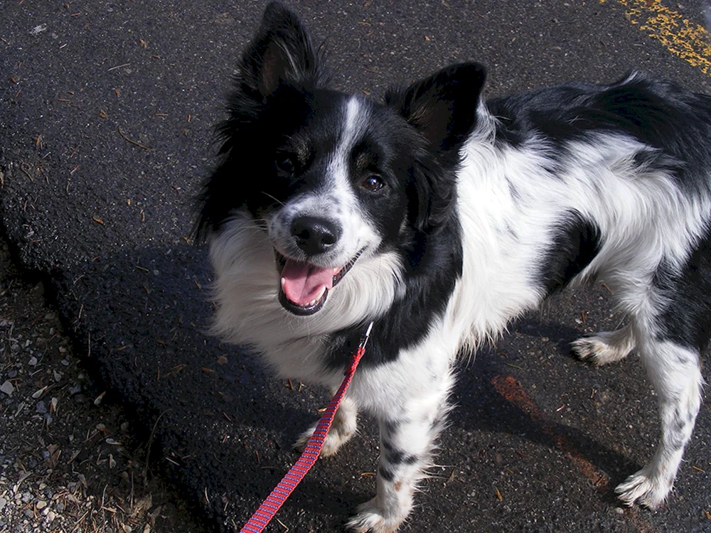 Border Papillon