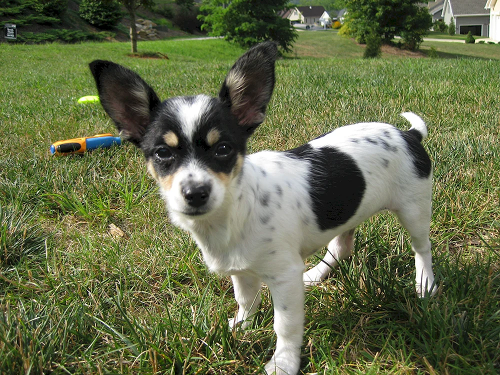 Chihuahua mix