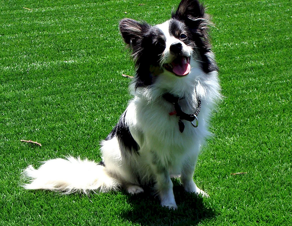 Border Collie Papillon métis