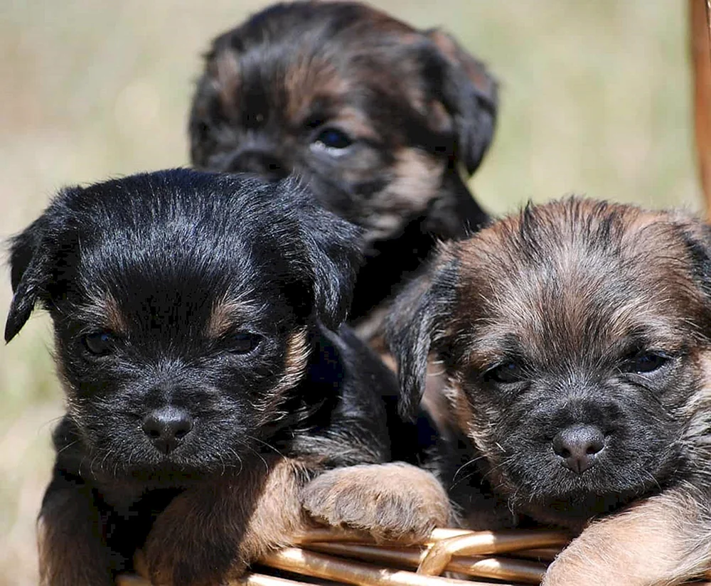 Border Terrier Welpe