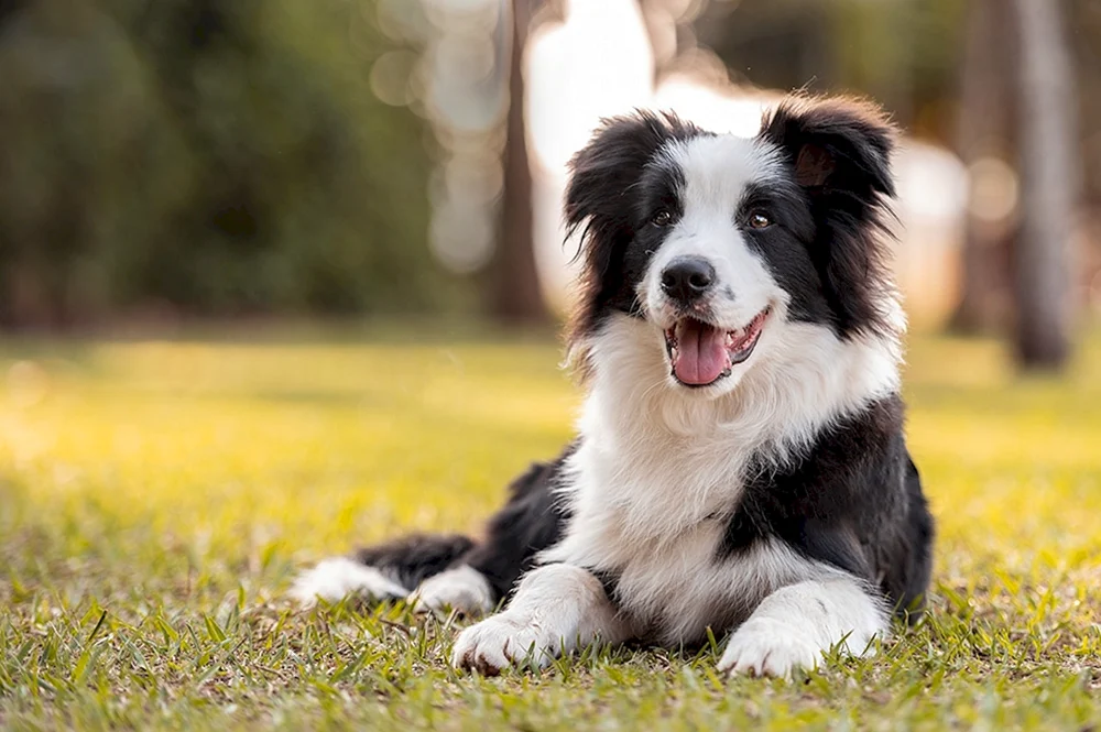 Border Collie. Border Collie