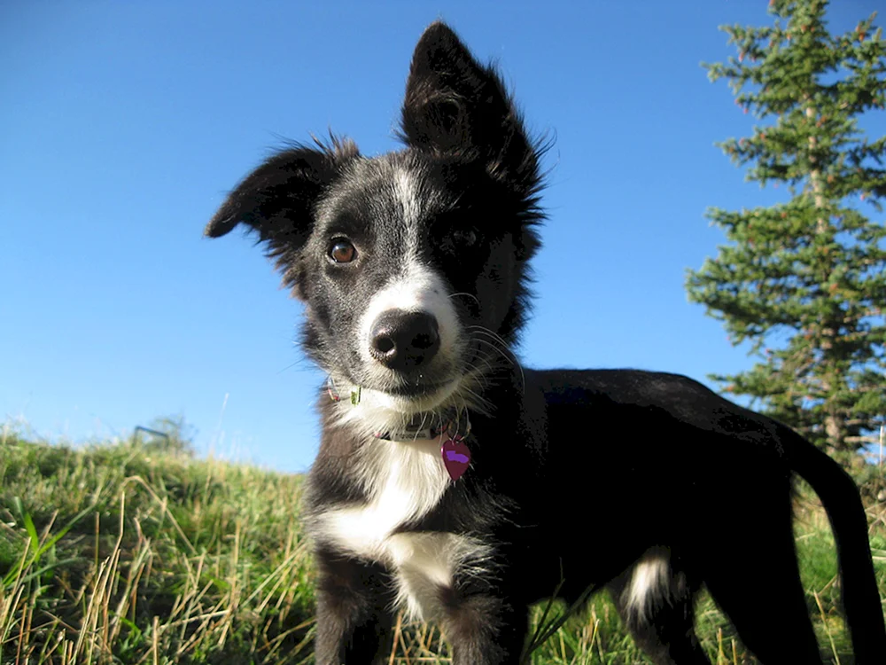 Border Collie