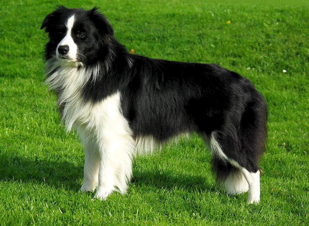 Border Collie. Collie