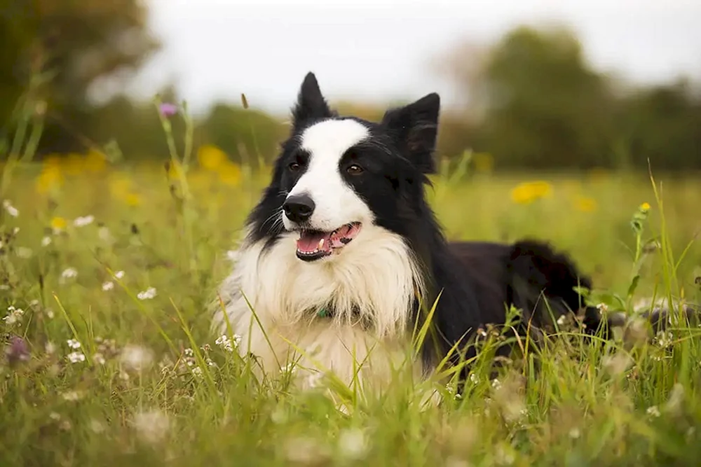 Berner Sennenhund