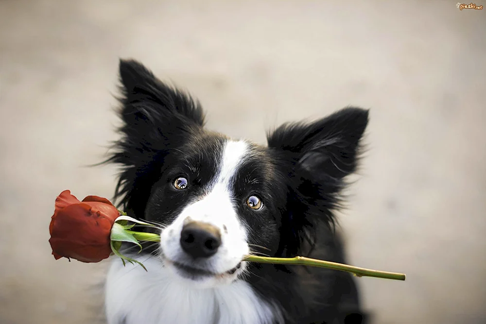 Schöne Hunde