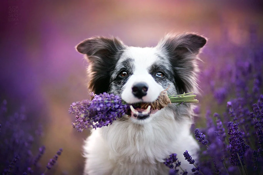 Schöne Hunde. Collie