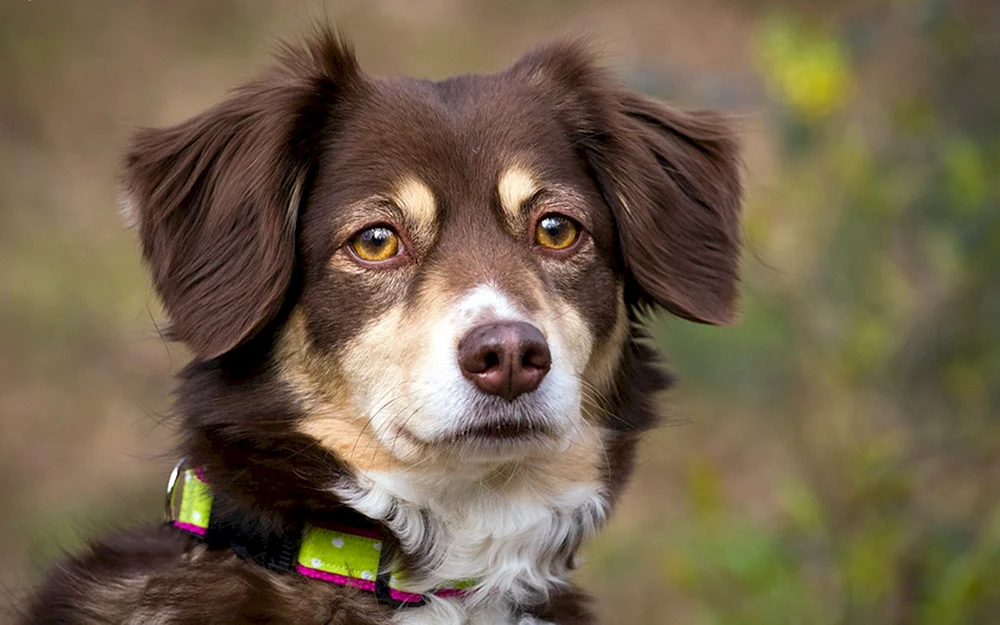 Border Collie