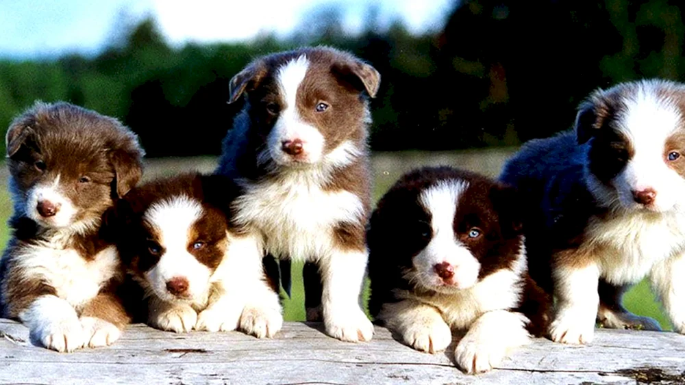 Border Collie