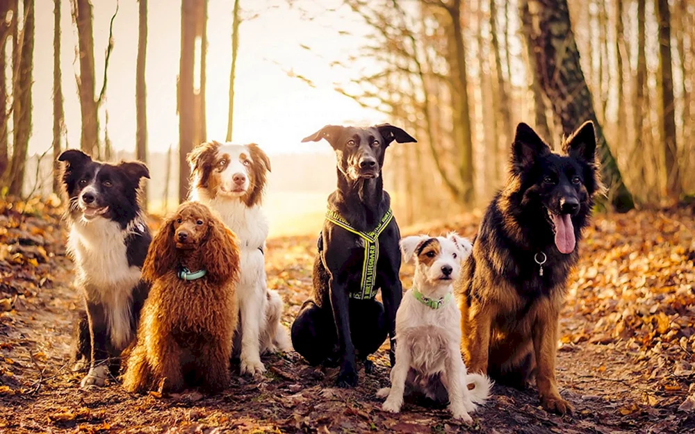 Border Collie