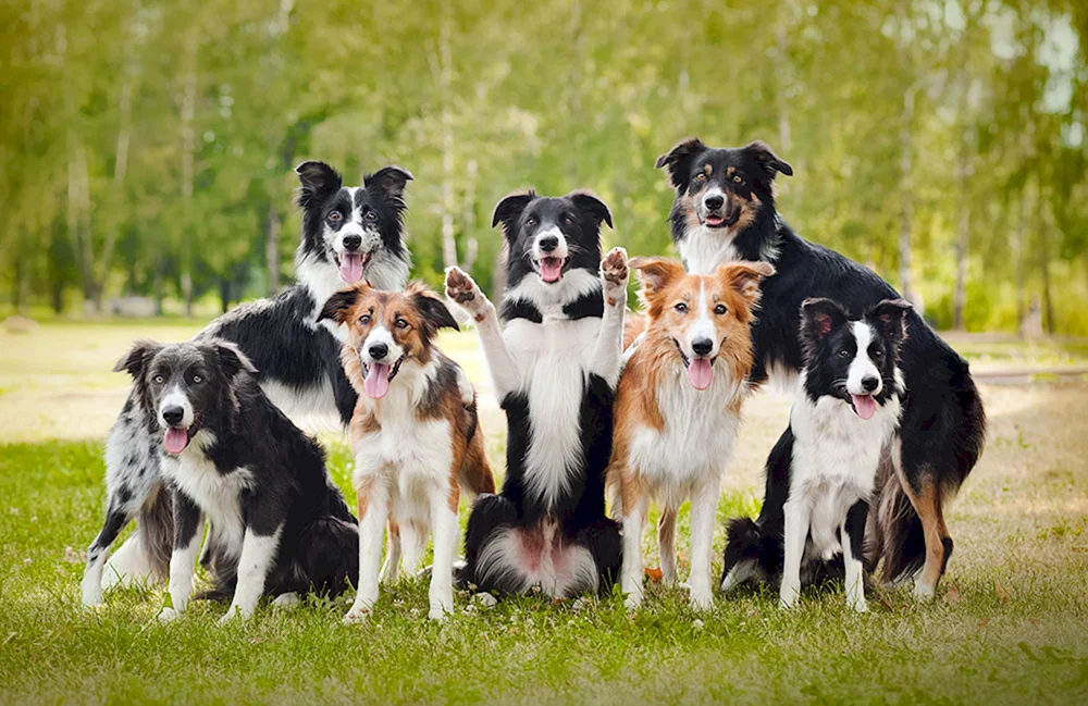 Tibetan Terrier