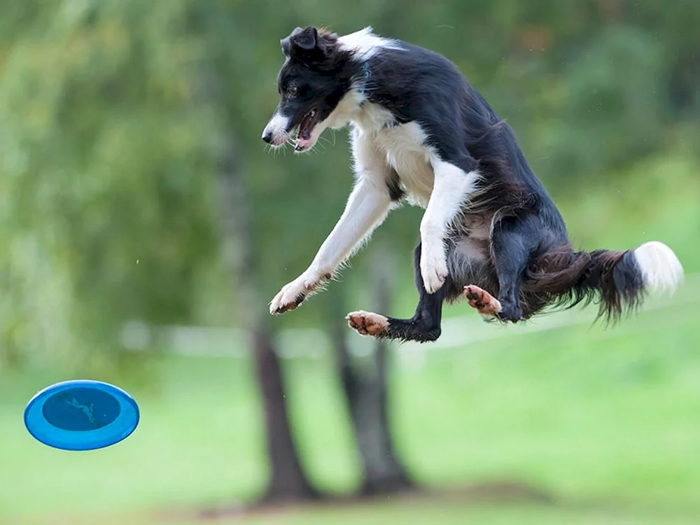 Border Collie. Collie