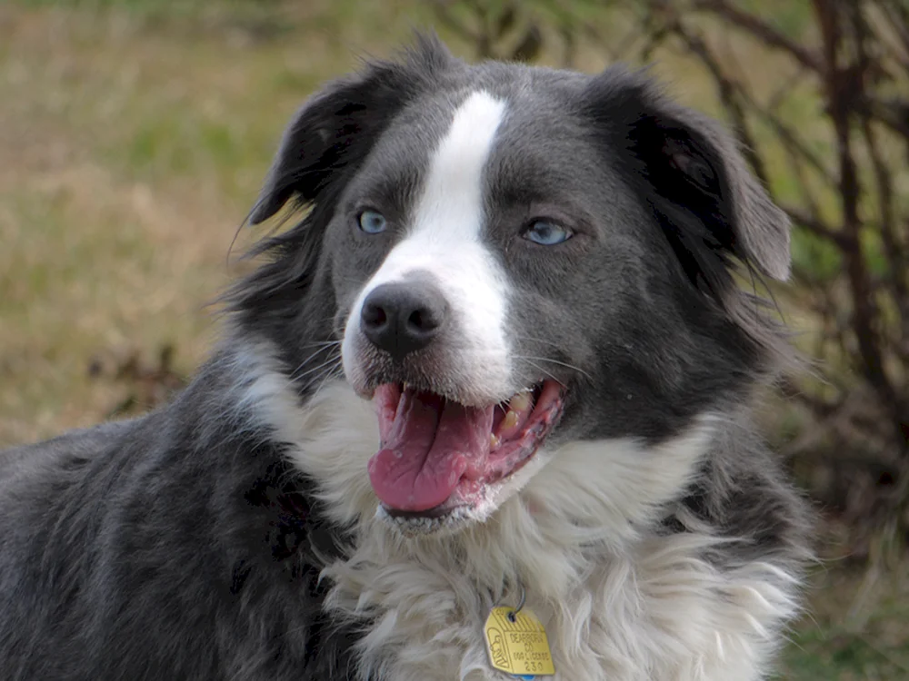 Border Collie Katze Border Collie Kelpie