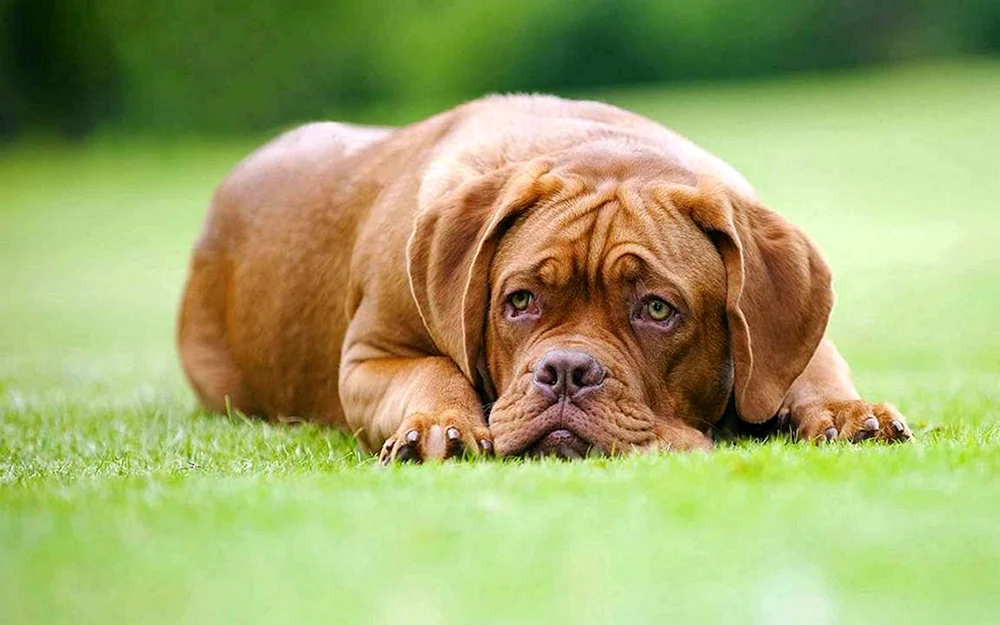 Bordeaux Dog