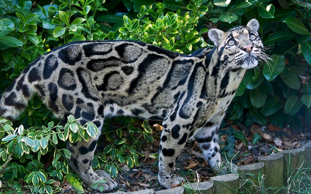 Bobcat Katzenrasse