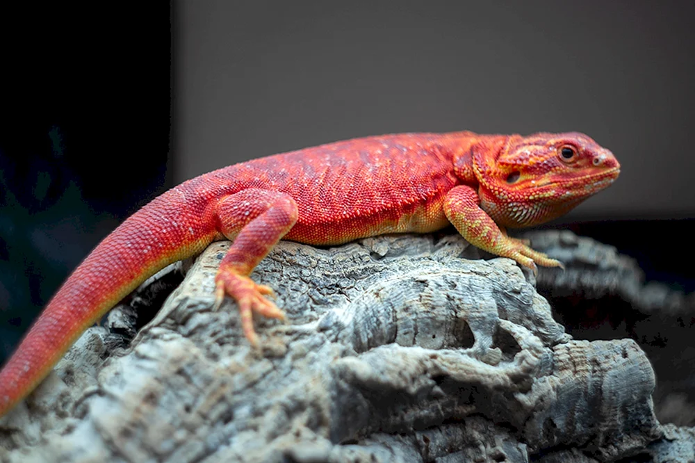 Rotes bärtiges Agama rot