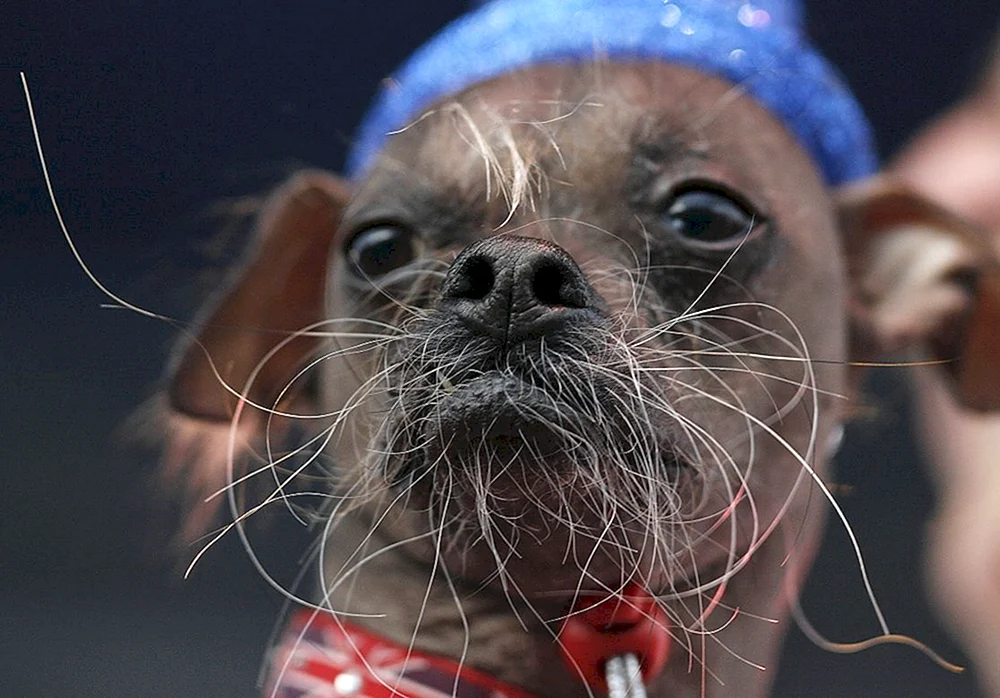 Bartiger Chihuahua